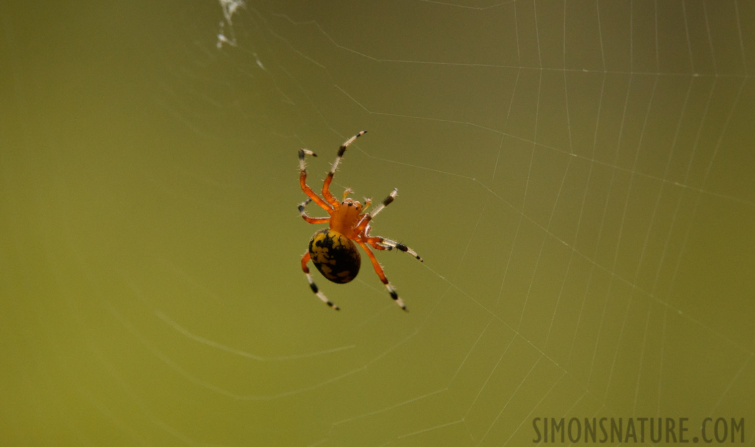 Araneus marmoreus [380 mm, 1/1000 Sek. bei f / 7.1, ISO 4000]